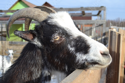 goat on a country farm