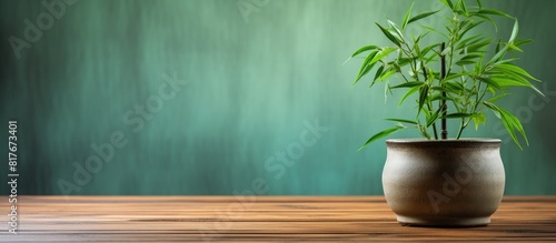 A potted green bamboo on a wooden stand with copy space image available