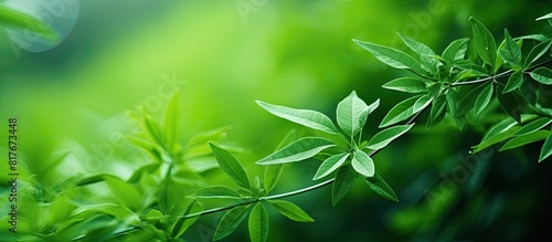 Closeup of a captivating outdoor wild plant showcasing lush green leaves Copy space image