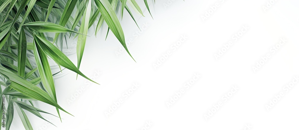Copy space image of lady palm or bamboo palm leafs on a white background creating a green floral design concept Copy space image of lady palm or bamboo palm leafs on a white background creating a green floral design concept