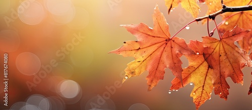 Close up copy space image of a autumnal background