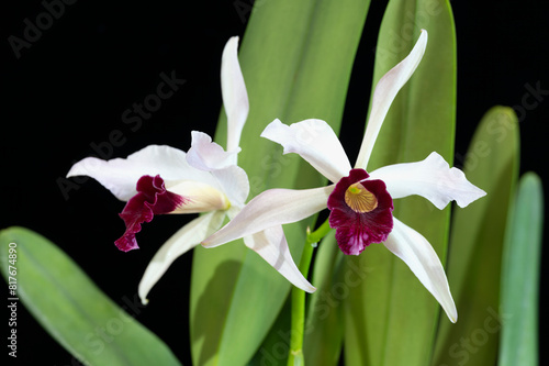 Cattleya purpurata 'Ruby' an orchid flower from Brazil, also known as Laelia purpurata, with white petals and a deep red center