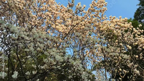 The Magnolia in Spring