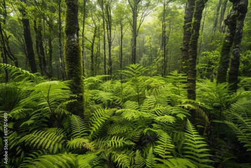 Dense Green Forest with Lush Ferns © ZeeZaa