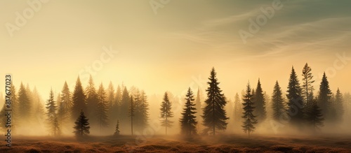 Copy space image showing spruce trees bathed in morning sunlight on a chilly autumn day