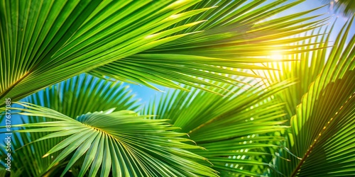 Wallpaper sea  beach  sand  palm trees. rest at sea  blue ocean  background  art summer season. Coconuts and coconut cocktail  palm trees macro  palm leaves