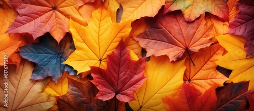 Autumn leaves create a beautiful background with plenty of copy space for images