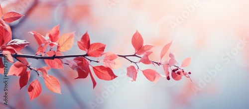 A vibrant autumn tree branch with red leaves provides a natural and vivid background for a copy space image