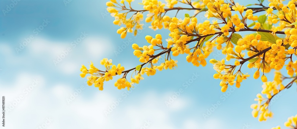 A horizontal view on a sunny day displays a framed copy space image of a barberry branch adorned with vibrant yellow flowers A horizontal view on a sunny day displays a framed copy space image of a barberry branch adorned with vibrant yellow flowers