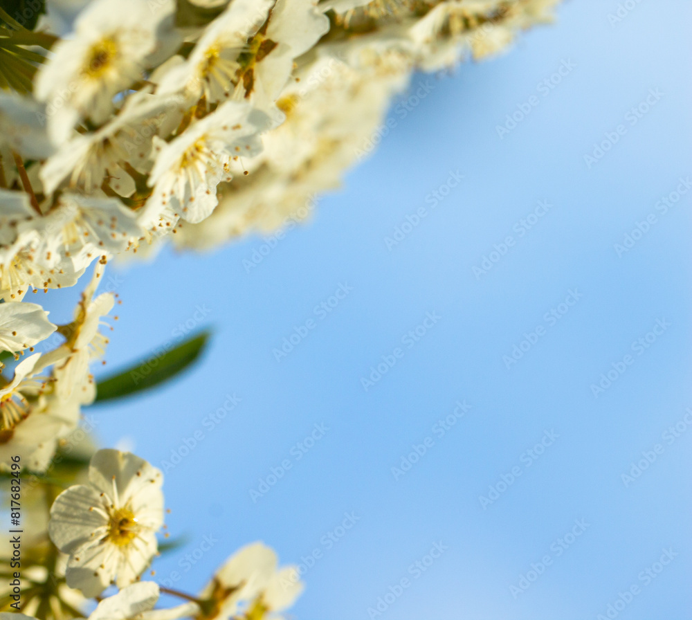 small white flowers on a background of blue sunny sky, space for inscriptions, blank screen small white flowers on a background of blue sunny sky, space for inscriptions, blank screen