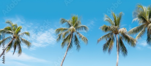 Coconut trees reaching towards the vibrant blue sky creating a picturesque copy space image