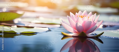 A serene pond showcases a beautiful pastel colored water lily bathed in sunlight leaving ample copy space in the image photo