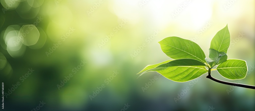 Copy space image of a blurred nature background with a prominent green leaf in the foreground Copy space image of a blurred nature background with a prominent green leaf in the foreground