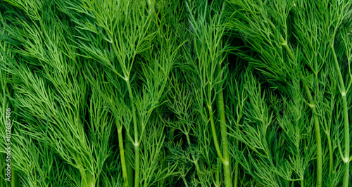 Dill Close up bunch background photo