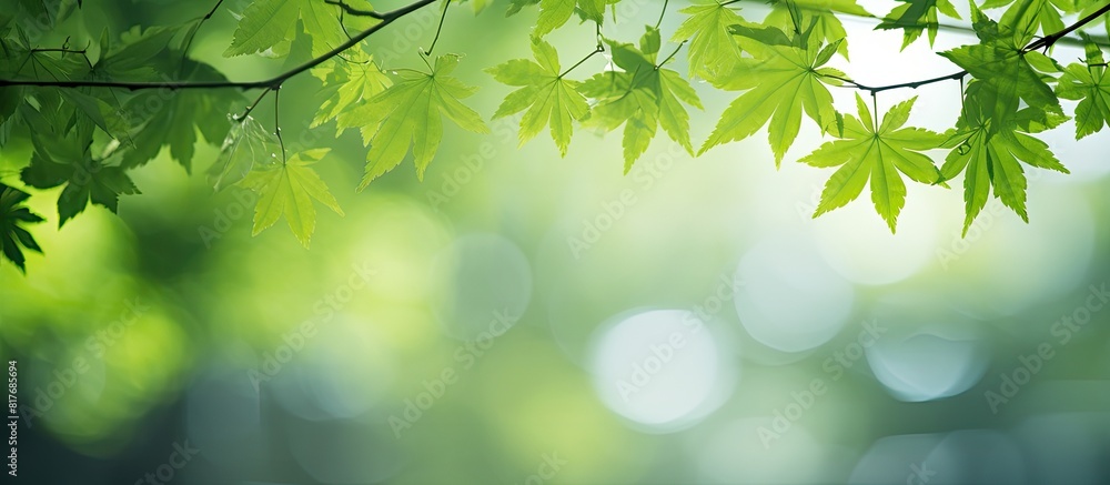 Morning sunlight illuminates the green maple leaves providing a vibrant and refreshing touch to the natural scenery. Creative banner. Copyspace image Morning sunlight illuminates the green maple leaves providing a vibrant and refreshing touch to the natural scenery. Creative banner. Copyspace image