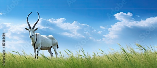 A scenic green field with a majestic scimitar horned oryx providing a captivating copy space image photo