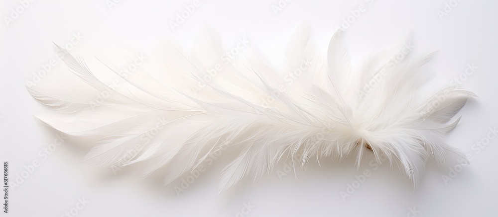 A top down view of a white feather flower on a white background perfect for a flat lay photograph. Creative banner. Copyspace image