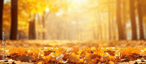 The autumn sun warms the yellowed foliage that has fallen onto the warm earth creating a scenic copy space image 132 characters