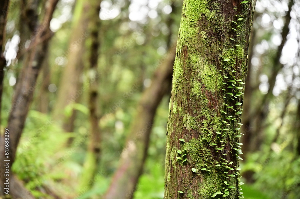In the heart of a verdant forest, a sun-dappled tree trunk showcases a harmonious blend of moss and ferns, their delicate fronds intertwined amidst a symphony of greens. In the heart of a verdant forest, a sun-dappled tree trunk showcases a harmonious blend of moss and ferns, their delicate fronds intertwined amidst a symphony of greens.