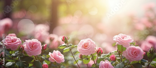 Fototapeta Naklejka Na Ścianę i Meble -  A beautiful copy space image showcasing fresh roses blooming in a Spring garden