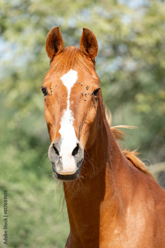 horse with flies on his head irritating summer spring horse with flies on his head irritating summer spring