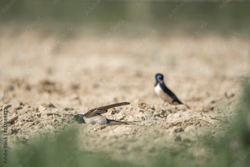 barn swallow bird foraging for their nest barn swallow bird foraging for their nest