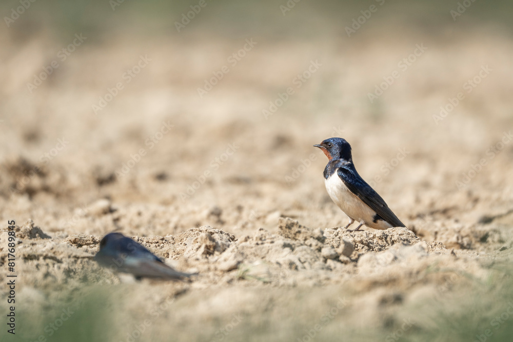 barn swallow bird foraging for their nest barn swallow bird foraging for their nest