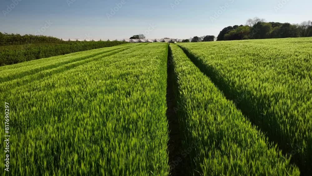 Tunnel ears christmas