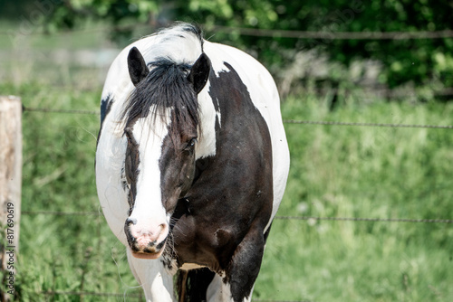 irish cob gypsy vanner horse in paddock paradise photo