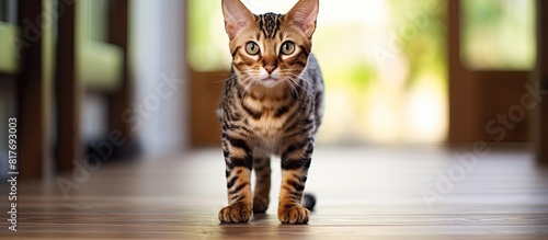 A cute bengal cat with shallow depth of field scratches a post at home leaving copy space for text photo