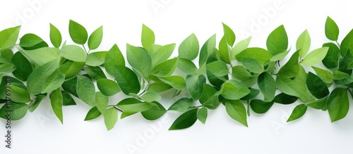 An image of green leaves forms a frame against a white backdrop providing ample copy space