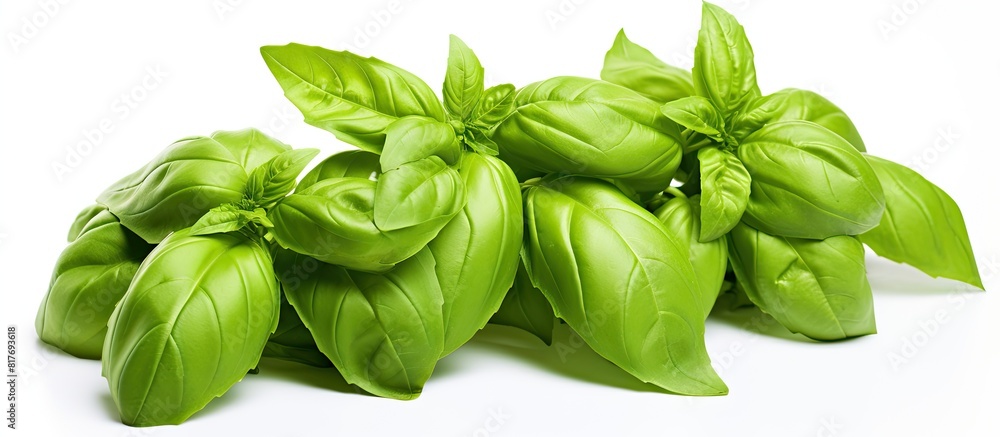 Closeup copy space image of fresh green basil on a white background Closeup copy space image of fresh green basil on a white background
