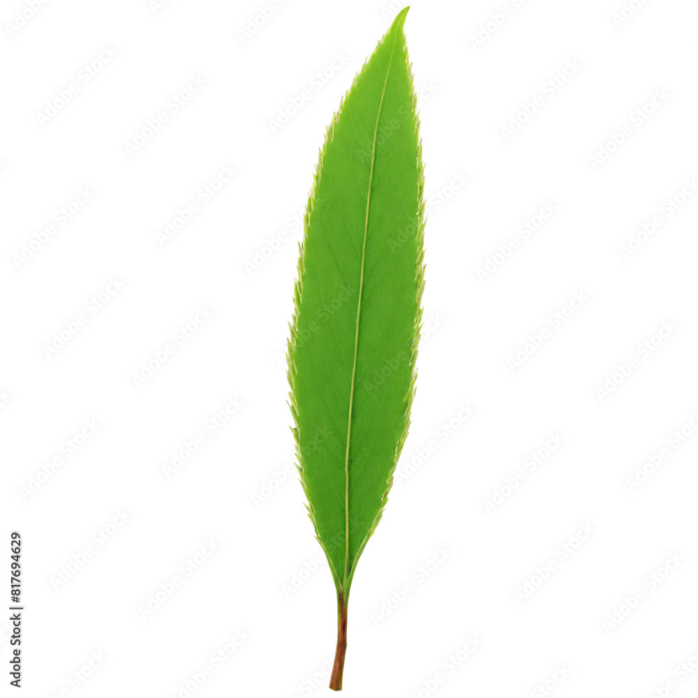 Willow Leaf long narrow green leaf with serrated edges and a smooth texture curling at Willow Leaf long narrow green leaf with serrated edges and a smooth texture curling at