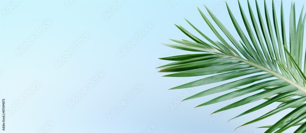 A palm branch and a white blank create a summer holiday copy space image