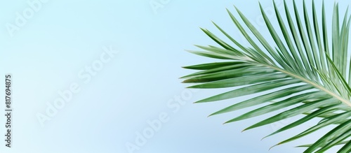 A palm branch and a white blank create a summer holiday copy space image