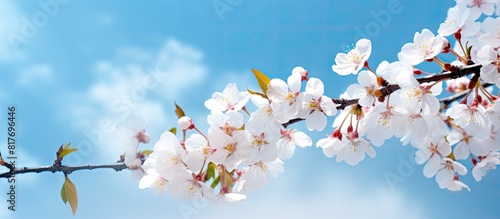 Spring flowers on cherry blossom branches against a backdrop of natural blue sky creating a vibrant spring scenery with copy space image