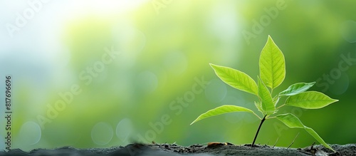 Copy space image of a stunning green leaf against a softly blurred natural backdrop available as a stock photo photo