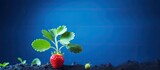 An image featuring a strawberry plant with empty space for writing or design purposes. Creative banner. Copyspace image