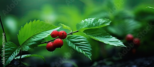 In nature there is a wild plant called Bloodberry Rivina humilis which can be seen in a copy space image photo