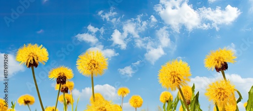 A vibrant dandelion blossoms under the clear spring sky revealing its yellow petals and adding a touch of nature s beauty to the outdoors. Creative banner. Copyspace image