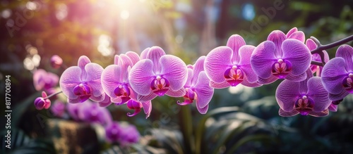 Phalaenopsis orchid in a garden captured in an image perfect for showcasing its beauty and symbolizing the concept of agriculture. Creative banner. Copyspace image