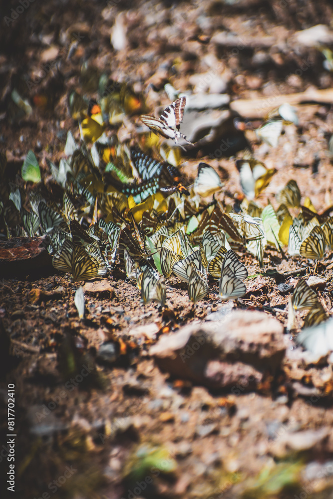 the butterfly on the ground with dramatic tone
