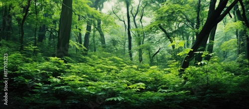 The forest is full of wild plants with lush green leaves creating a beautiful and vibrant copy space image © HN Works