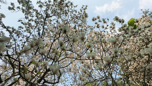 The Magnolia in Spring