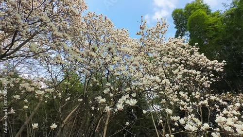The Magnolia in Spring