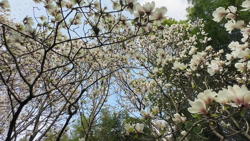 The Magnolia in Spring