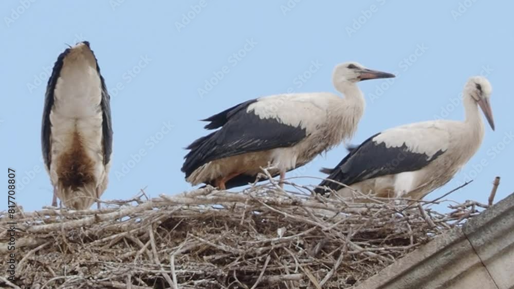 Detail of some storks in a nest on top of a building