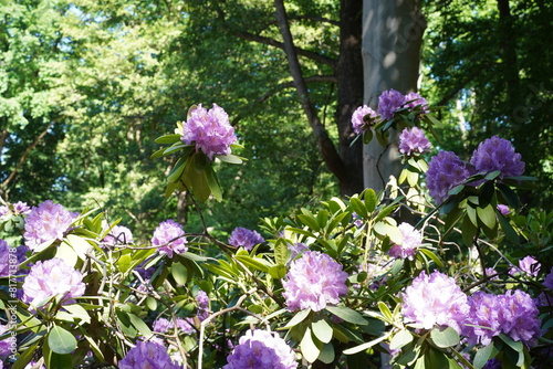 Blühender Rhododendron im Großen Tiergarten in Belrin