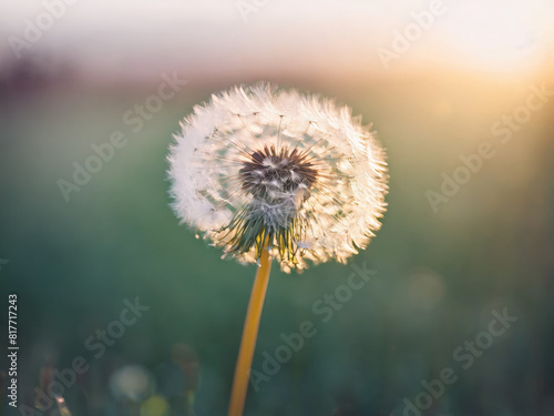 Floating dandelion fluff wispy delicate strands soft diffused light dreamy pastel tones blurred ethereal atmosphere