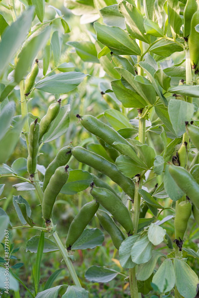 Fototapeta premium broad beans ready to harvest in garden.